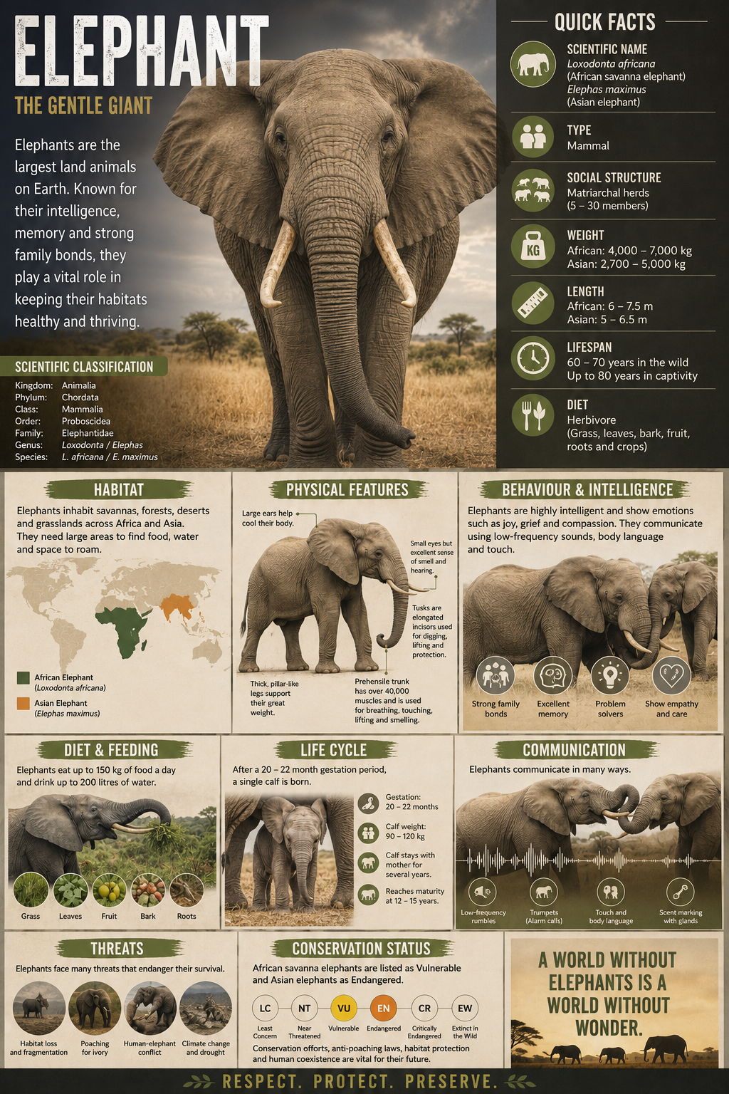 Elephant Fact File